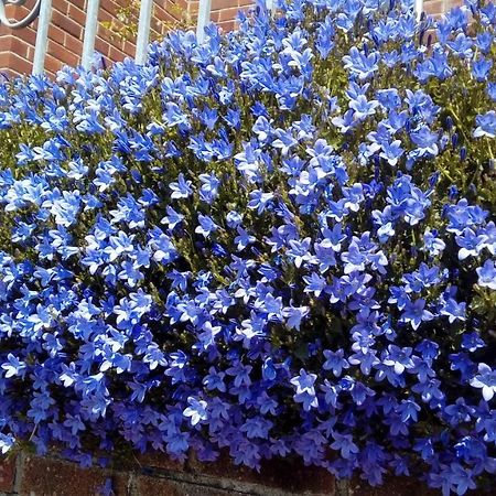 Hotel Lavender House Bridgend  Esterno foto